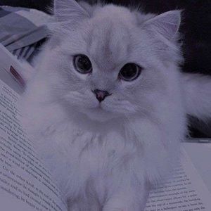 Meet your Posher, Gavin